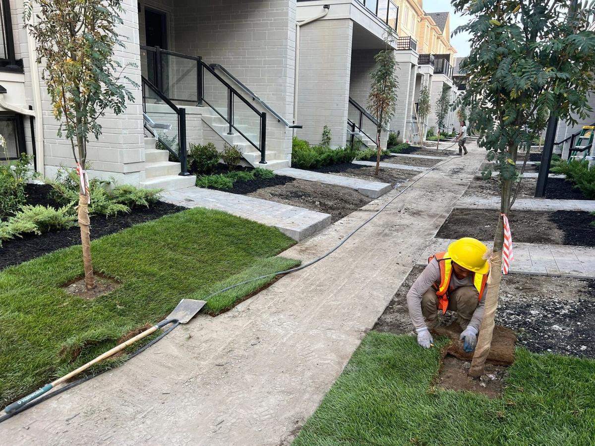 Fresh sod lawn and a newly planted tree beside a walkway